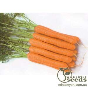 Морква "Морелія" F1 25 000 с. (1,6-1,8), Рійк Цваан, (Rijk Zwaan)