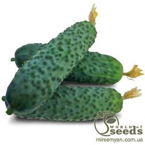 Огірок КС 90 F1 (Ніборі) 500 нас. (Kitano Seeds)