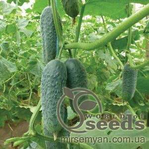 Огірок КС 90 F1 (Ніборі) 500 нас. (Kitano Seeds) Огірок КС 90 F1 (Ніборі) 500 нас. (Kitano Seeds)