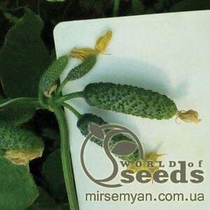 Огірок КС 90 F1 (Ніборі) 500 нас. (Kitano Seeds)