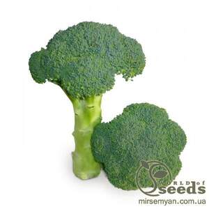 Капуста Брокколі "KS 355" F1, 2500 семена Кітано, (KITANO Seeds)