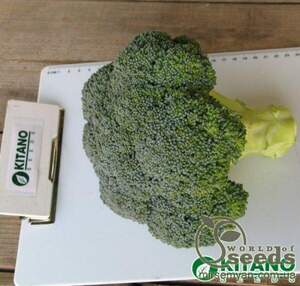 Капуста Брокколі "KS 355" F1, 1000 семена Кітано, (KITANO Seeds)