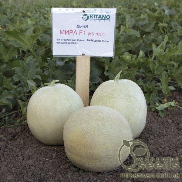 Диня "МІРА" F1, 1000 с. Кітано, (KITANO Seeds) Диня "МІРА" F1, 1000 с. Кітано, (KITANO Seeds)
