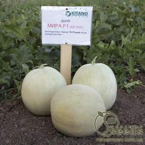 Диня "МІРА" F1, 1000 с. Кітано, (KITANO Seeds)