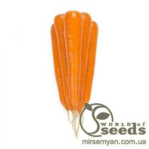 Морква "Траффорд" F1 25 000 с. калібр. (1,8-2.0), Рійк Цваан, (Rijk Zwaan)