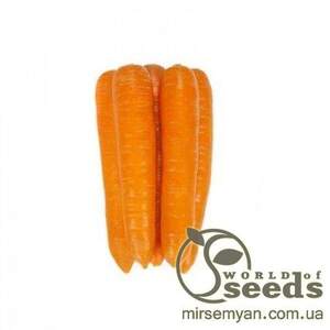 Морква "Фідра" F1 25 000 с. (1,6-1.8), Рік Цваан, (Rijk Zwaan)