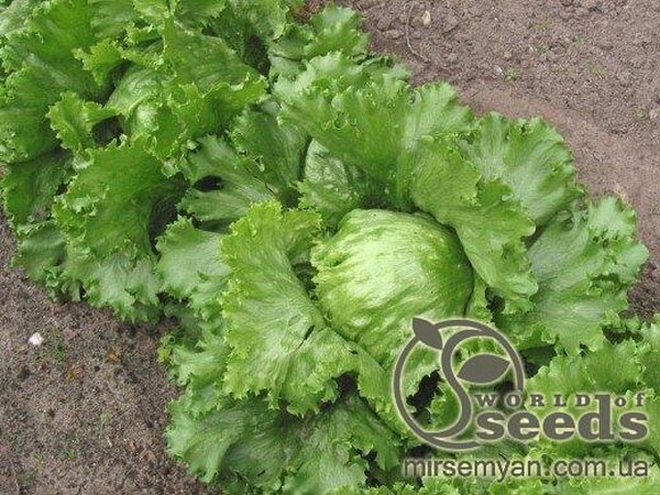 Салат "Лугуно" 5000 с. Рік Цваан, (Rijk Zwaan) Салат "Лугуно" 5000 с. Рік Цваан, (Rijk Zwaan)