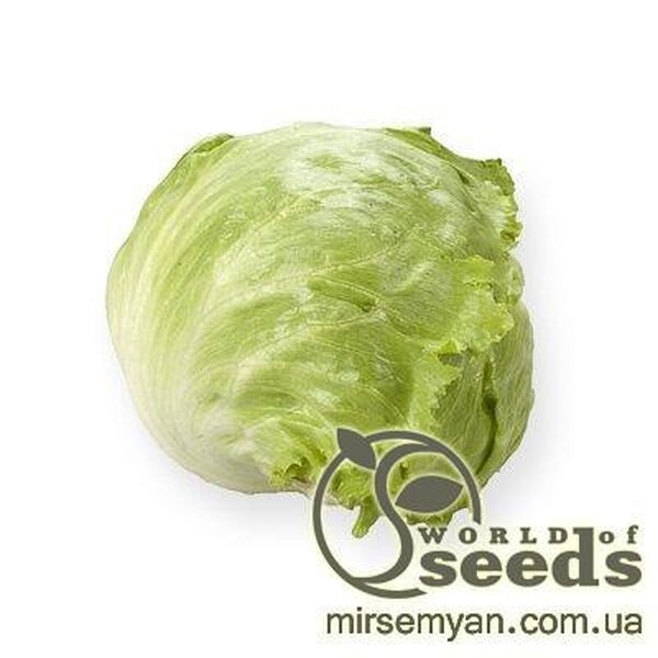 Салат Салат