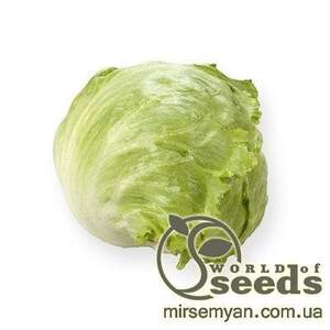 Салат "Платінас" 5000 с. дріжджований Рійк Цваан, (Rijk Zwaan)