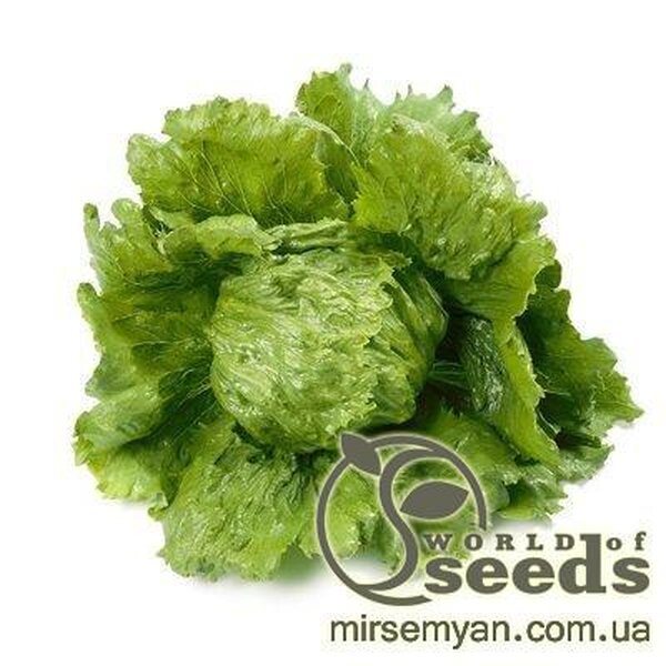 Салат Діамантінас 5000 нас. драже. (Rijk Zwaan) Салат Діамантінас 5000 нас. драже. (Rijk Zwaan)