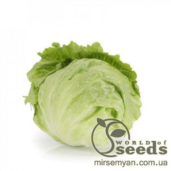 Салат Салат