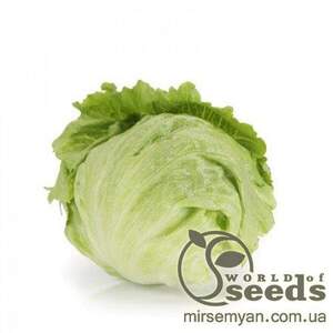 Салат "Картагенас" 5000 с. дріжджовані Рік Цваан, (Rijk Zwaan)