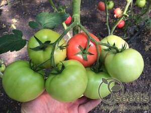 Томат індет. «Мей Шуай» F1 1000 насінин, Семініс, (Seminis)