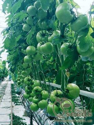 Томат індет. «Мей Шуай» F1 1000 насінин, Семініс, (Seminis)