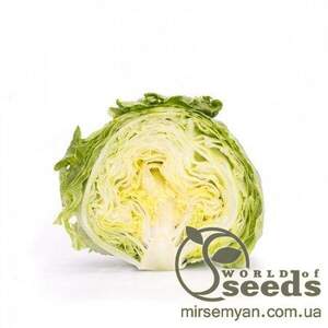 Салат "Ясперінас" 1000 с. Рік Цваан, (Rijk Zwaan) Салат "Ясперінас" 1000 с. Рік Цваан, (Rijk Zwaan)