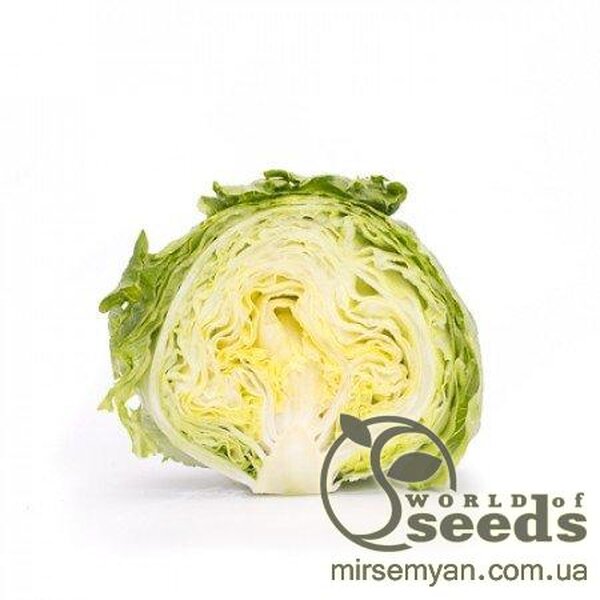 Салат "Ясперінас" 5000 с. Рік Цваан, (Rijk Zwaan) Салат "Ясперінас" 5000 с. Рік Цваан, (Rijk Zwaan)