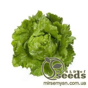 Салат "Сантарінас" 5000 с. Рік Цваан, (Rijk Zwaan)