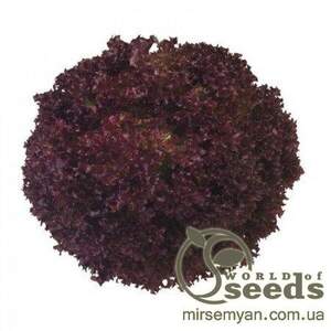 Салат Салат