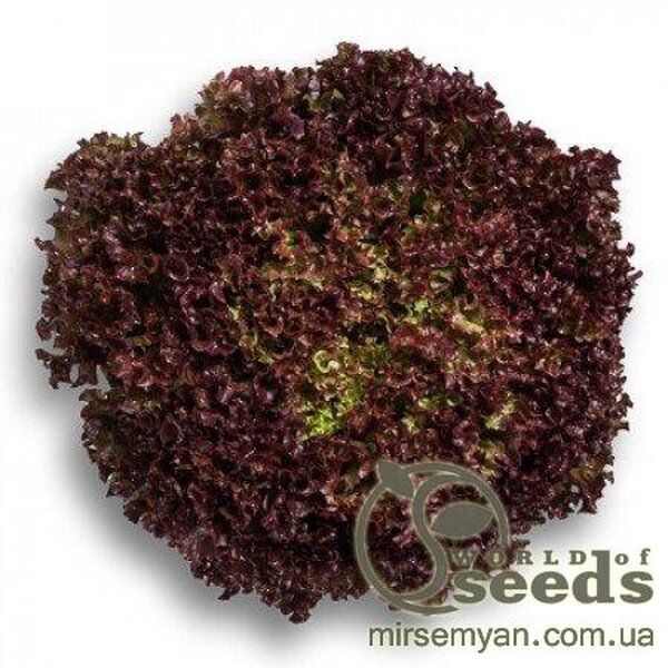 Салат "Вілбур" 5000 с., Рік Цваан, (Rijk Zwaan) Салат "Вілбур" 5000 с., Рік Цваан, (Rijk Zwaan)