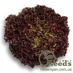 Салат "Вілбур" 5000 с., Рік Цваан, (Rijk Zwaan) Салат "Вілбур" 5000 с., Рік Цваан, (Rijk Zwaan)