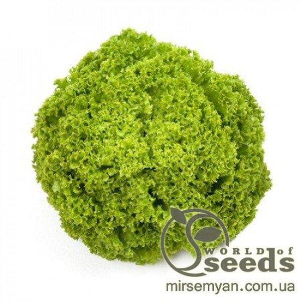 Салат Салат