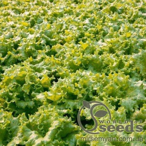 Салат "Афіціон" 1000 с. Рік Цваан, (Rijk Zwaan) Салат "Афіціон" 1000 с. Рік Цваан, (Rijk Zwaan)