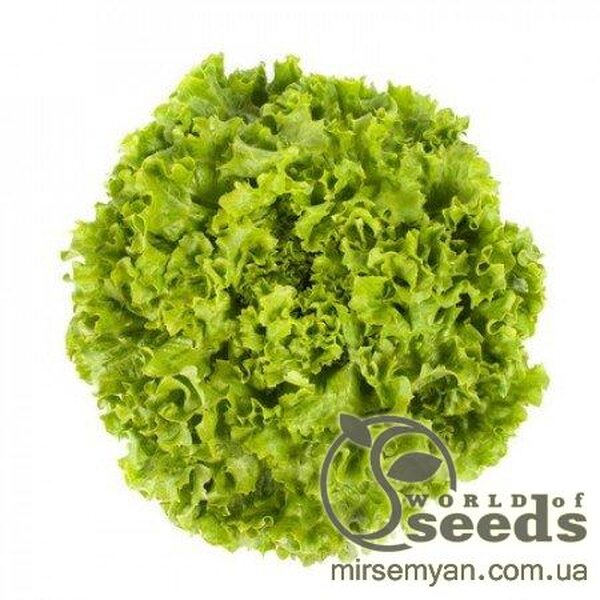 Салат Салат