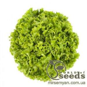 Салат Салат