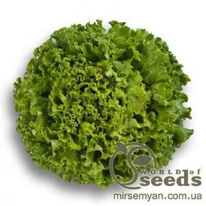 Салат Салат