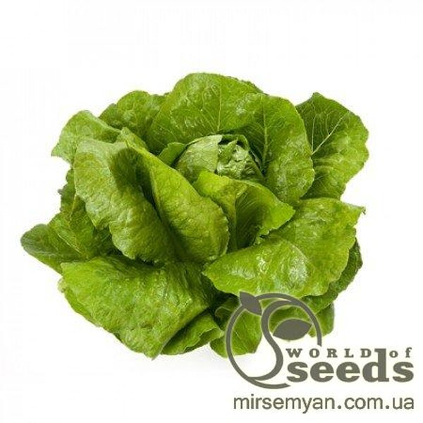 Салат Салат