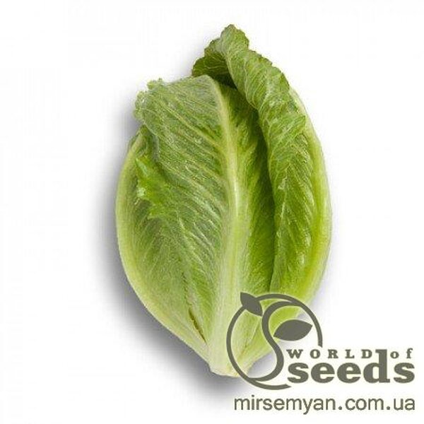 Салат "Крунчіта" 1000 с. Рік Цваан, (Rijk Zwaan) Салат "Крунчіта" 1000 с. Рік Цваан, (Rijk Zwaan)