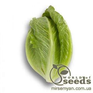 Салат "Крунчіта" 1000 с. Рік Цваан, (Rijk Zwaan)