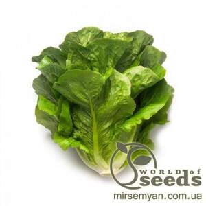 Салат "Максімус" 1000 с. Рік Цваан, (Rijk Zwaan)