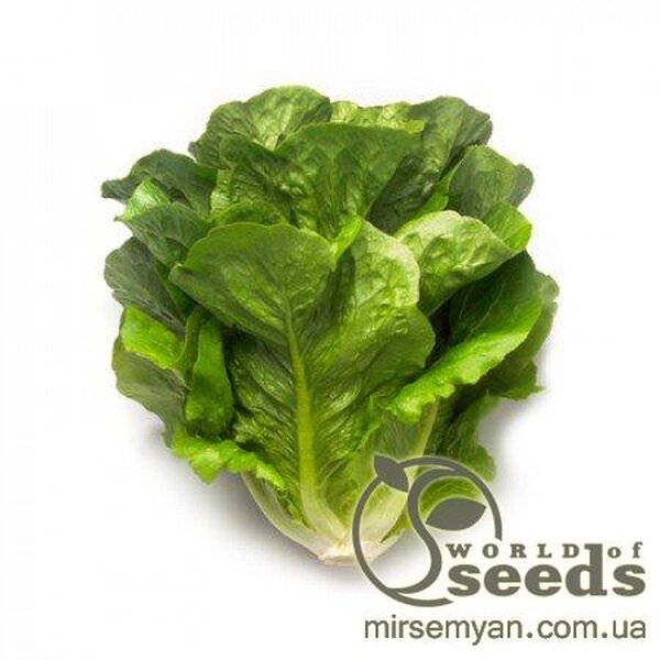 Салат "Максімус" 5000 с. Рік Цваан, (Rijk Zwaan) Салат "Максімус" 5000 с. Рік Цваан, (Rijk Zwaan)