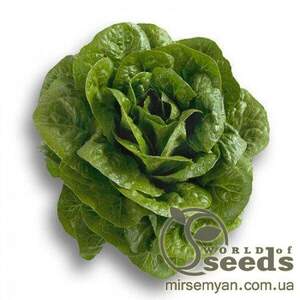 Салат "Клаудіус" 5000 с. Рік Цваан, (Rijk Zwaan)