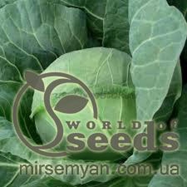 Капуста білокачанна Капуста білокачанна