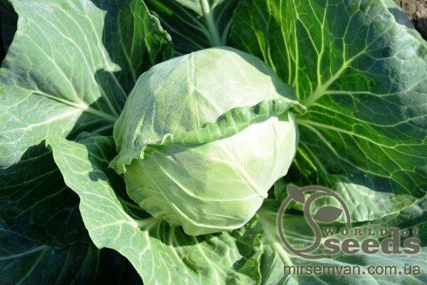 Капуста "Престар" F1 2500 с, Takii Seeds Капуста "Престар" F1 2500 с, Takii Seeds