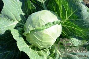 Капуста "Престар" F1 2500 с, Takii Seeds