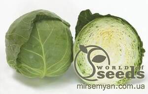 Капуста "Структа" F1 2500 насінин, Takii Seeds Капуста "Структа" F1 2500 насінин, Takii Seeds