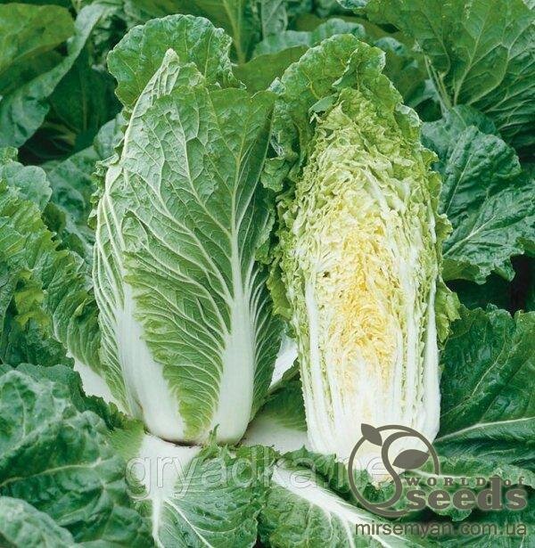 Капуста "Орієнт Стар" F1 2500 насінин, Takii Seeds Капуста "Орієнт Стар" F1 2500 насінин, Takii Seeds