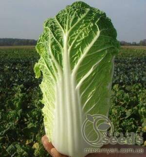 Капуста "Ендуро" F1 2500 насінин, Takii Seeds