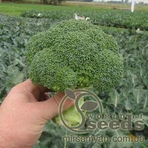 Капуста Брокколі "Квінта" F1 2500 насінин, Takii Seeds Капуста Брокколі "Квінта" F1 2500 насінин, Takii Seeds