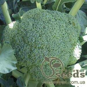 Капуста Брокколі "TBR 508" ( Громовий купол ) F1 2500 насінин, Takii Seeds