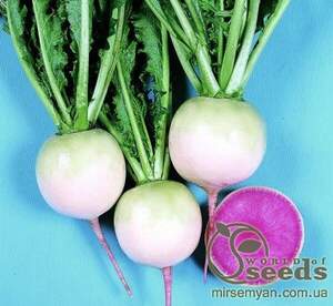Японська редька "Ред Міт" 100гр, Takii Seeds