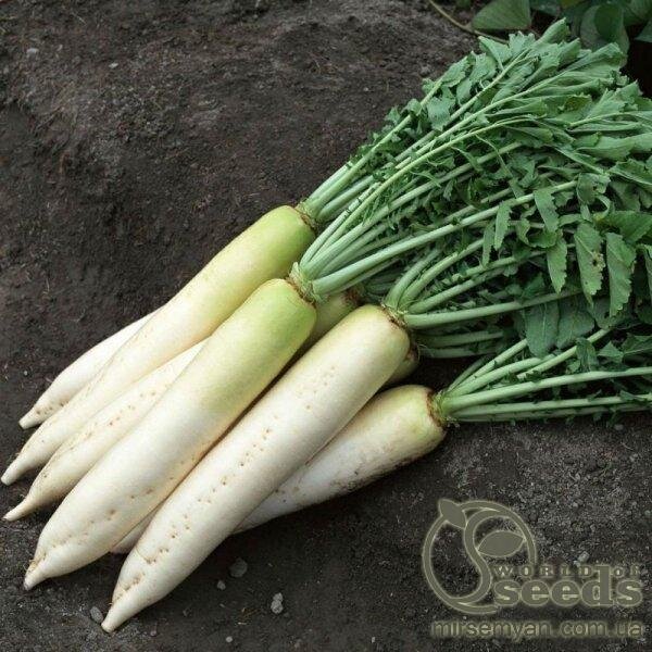 Редька Дайкон "ТІ-150" 100гр, Takii Seeds Редька Дайкон "ТІ-150" 100гр, Takii Seeds