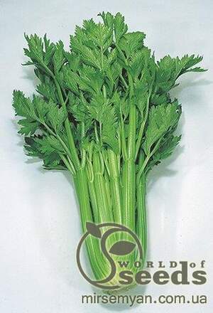 Черешкова селера "Дарклет" F1 10000 сем., Takii Seeds