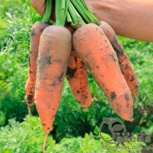 Морква "Танжерина" F1 100 000 сем., Takii Seeds Морква "Танжерина" F1 100 000 сем., Takii Seeds