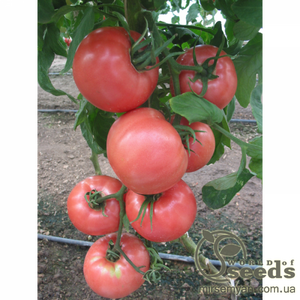 Розовоплодний томат "ТЕХ 2721" F1 250 сем., Takii Seeds