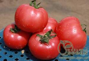Розовоплодний томат 