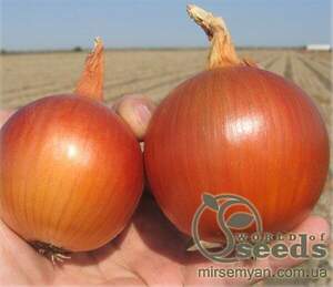 Насіння цибулі " Бонус" F1 250 000 сем., Takii Seeds